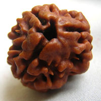 3 three face rudraksha hyderabad